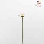 Dry Happy Flower - White - Pudu Ria Florist Southern
