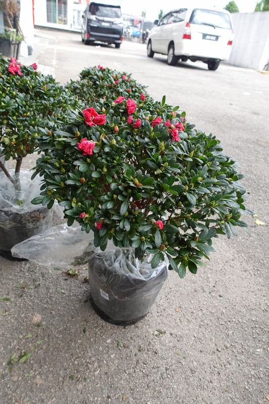 Azalea Round Small 杜鹃花(中盆) - Pudu Ria Florist Southern