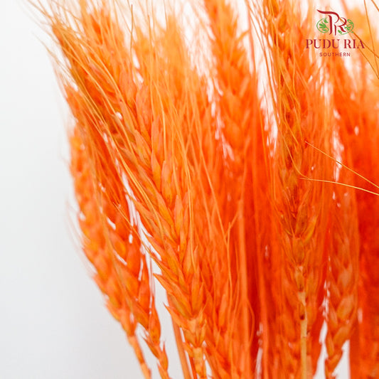 Dry Wheatgrass - Orange - Pudu Ria Florist Southern