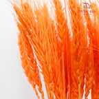 Dry Wheatgrass - Orange - Pudu Ria Florist Southern