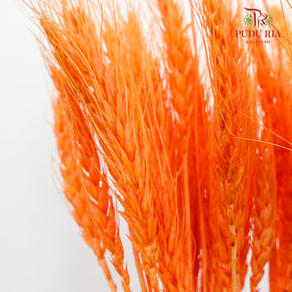 Dry Wheatgrass - Orange - Pudu Ria Florist Southern