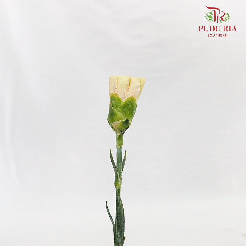 Carnation St Cappuccino 18-20 Stems - Pudu Ria Florist Southern
