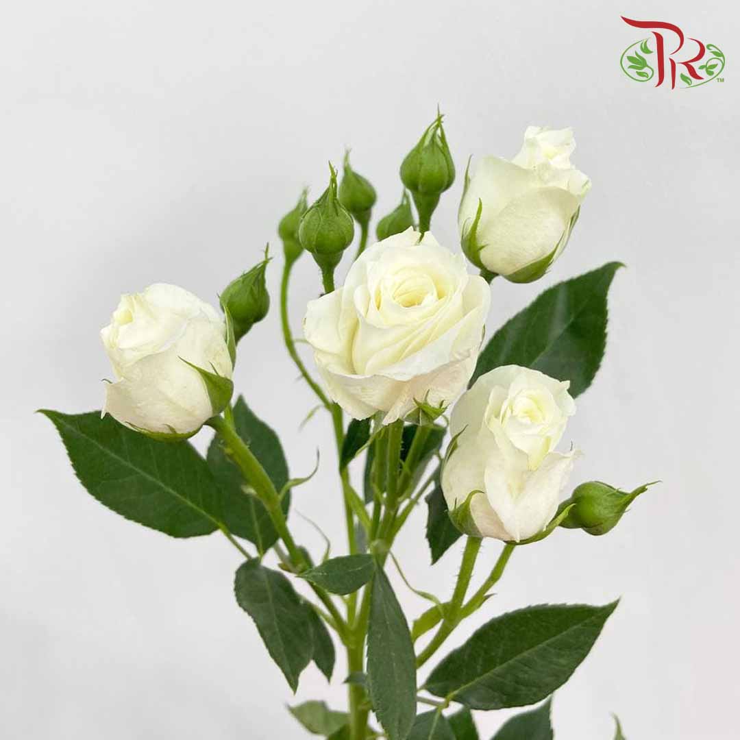 Rose Spray White (8-10 Stems) - Pudu Ria Florist Southern