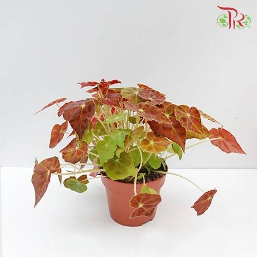Begonia - Amber Love - Pudu Ria Florist Southern