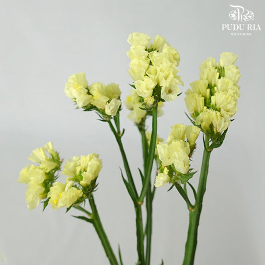 Statice Yellow - Pudu Ria Florist Southern