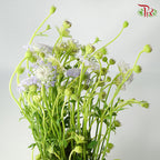 Trachymene Coerulea Blue - Pudu Ria Florist Southern