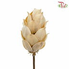 Dry Phoenix Tree Bud - White - Pudu Ria Florist Southern
