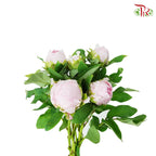 Tree Peony Light Pink - Pudu Ria Florist Southern
