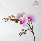 Phalaenopsis Orchid Purple Without Pot / Per Stem (S) - Pudu Ria Florist Southern