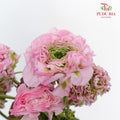 Ranunculus Pon Pon (8 - 10 Stems) - Pudu Ria Florist Southern