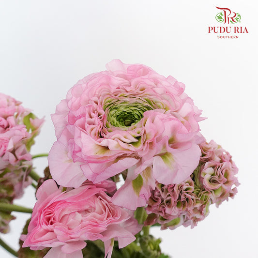 Ranunculus Pon Pon (8 - 10 Stems) - Pudu Ria Florist Southern
