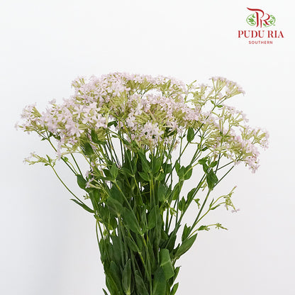 Saponaria - Pudu Ria Florist Southern