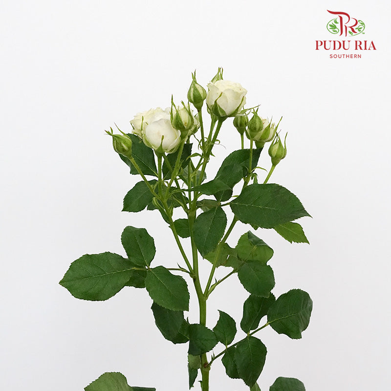 Rose Spray First Snow (8-10 Stems) - Pudu Ria Florist Southern