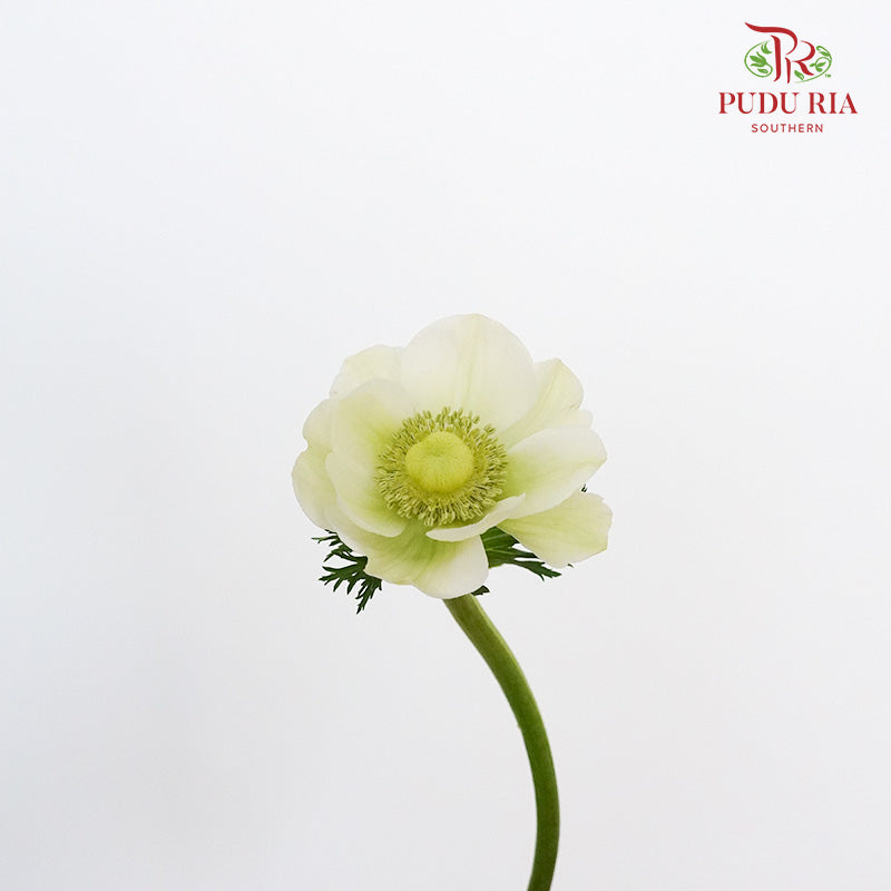 Anemone - Pudu Ria Florist Southern