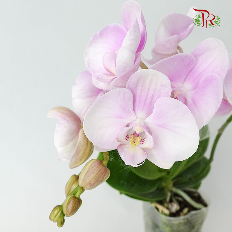 Phalaenopsis Orchid Light Purple Without Pot / Per Stem (S) - Pudu Ria Florist Southern