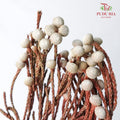 Dry Silver Brunia Small - Offer Item - Pudu Ria Florist Southern