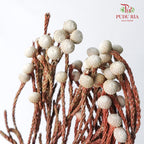 Dry Silver Brunia Small - Offer Item - Pudu Ria Florist Southern