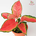 Aglaonema Eastern Pink - Pudu Ria Florist Southern