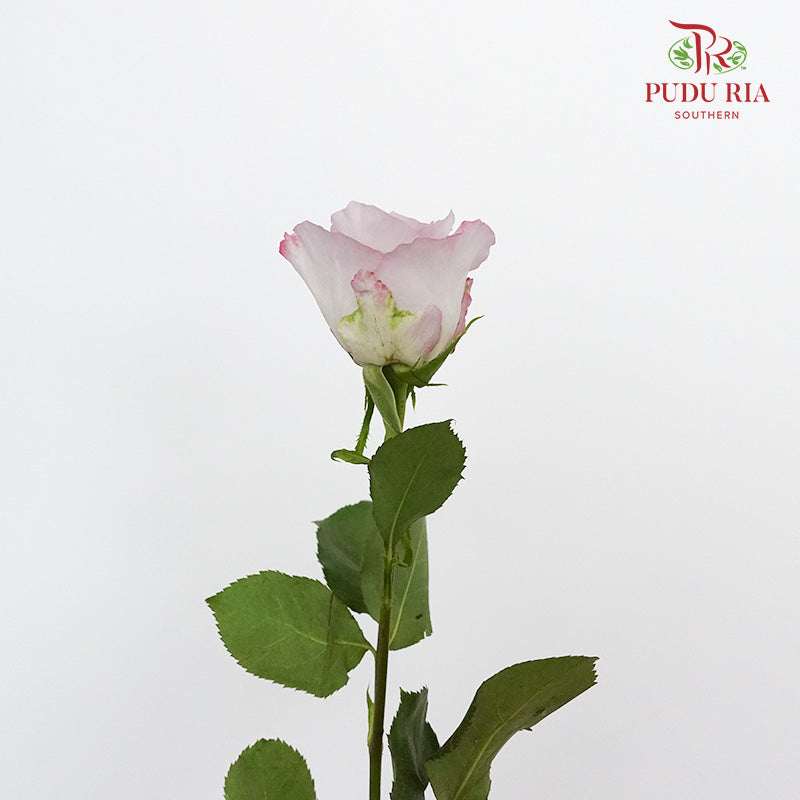 Rose Light Purple (8-10 Stems) - Pudu Ria Florist Southern