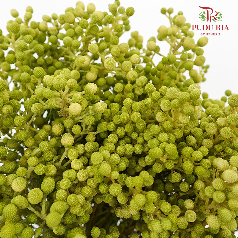 Berzelia Coral - Pudu Ria Florist Southern