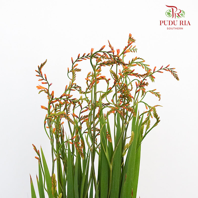 Crocosmia Orange Lucifer - Pudu Ria Florist Southern