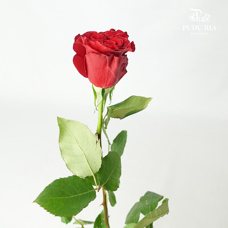 Rose Heart (8-10 Stems) - Pudu Ria Florist Southern