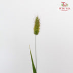 Bunny Tail - Pudu Ria Florist Southern