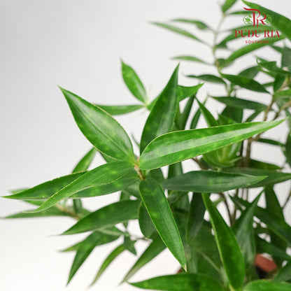 Dracaena Surculosa Dwarf - Pudu Ria Florist Southern