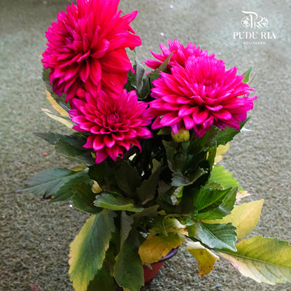 Dahlia Plant 大丽花 - Pudu Ria Florist Southern