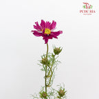 Cosmos Bipinnatus Purple (Per Bundle) - Pudu Ria Florist Southern