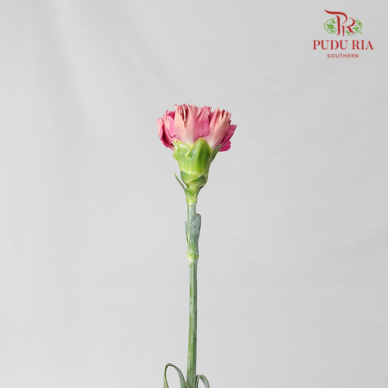 Carnation St Dragon Poison 18-20 Stems - Pudu Ria Florist Southern