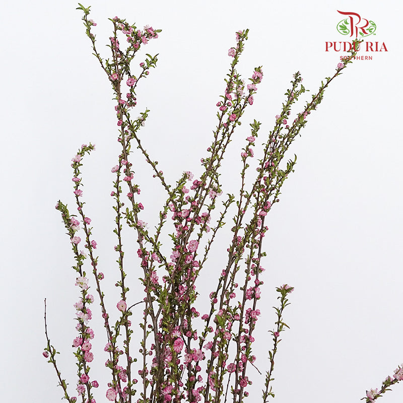 Snow Flake Pink - Pudu Ria Florist Southern