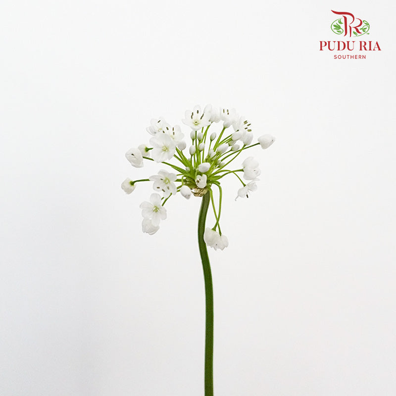 Allium White - Pudu Ria Florist Southern