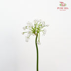 Allium White - Pudu Ria Florist Southern