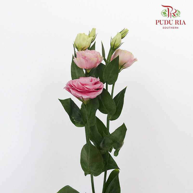 Eustoma Aube Type Pink (12-15 Stems) - Pudu Ria Florist Southern