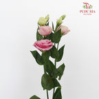 Eustoma Aube Type Pink (12-15 Stems) - Pudu Ria Florist Southern