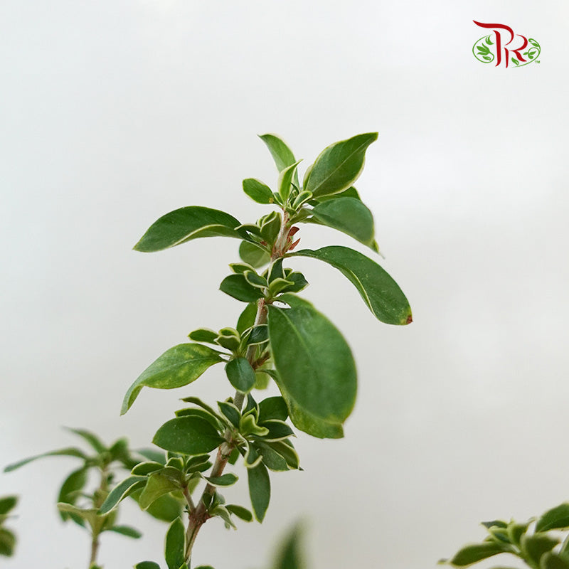 Serissa Variegated (M) - Pudu Ria Florist Southern