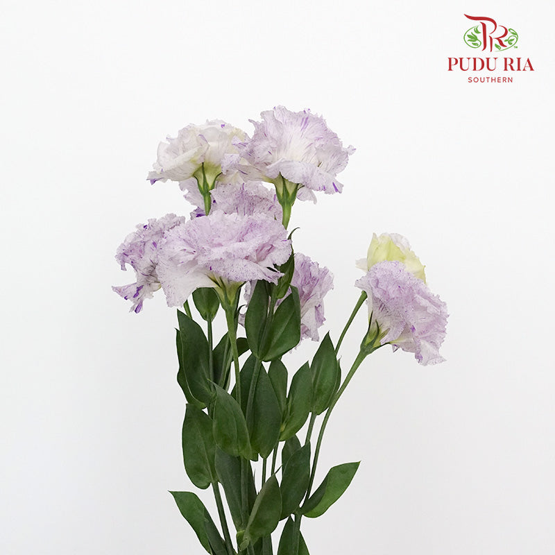 Eustoma Purple (12-15 Stems) - Pudu Ria Florist Southern