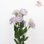 Eustoma Purple (12-15 Stems) - Pudu Ria Florist Southern