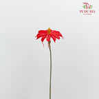 Dry Sapphire Red - Pudu Ria Florist Southern
