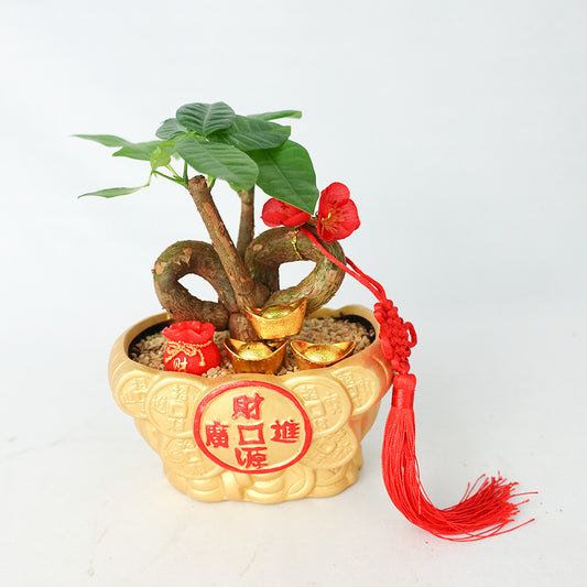 Rich Boom 暴富 / Per Pot - Pudu Ria Florist Southern