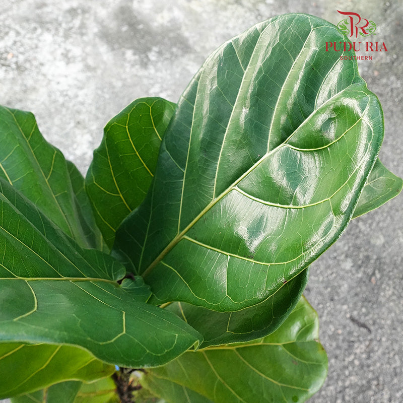Ficus Lyrata (Single) - Pudu Ria Florist Southern