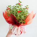 CNY Pot Plant Arrangement 一抹香/碰碰香 - Pudu Ria Florist Southern