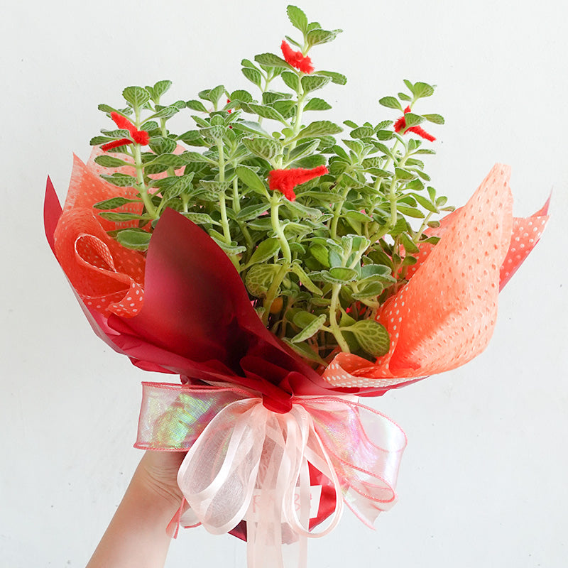 CNY Pot Plant Arrangement 一抹香/碰碰香 - Pudu Ria Florist Southern