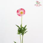Corn Poppy - Pudu Ria Florist Southern
