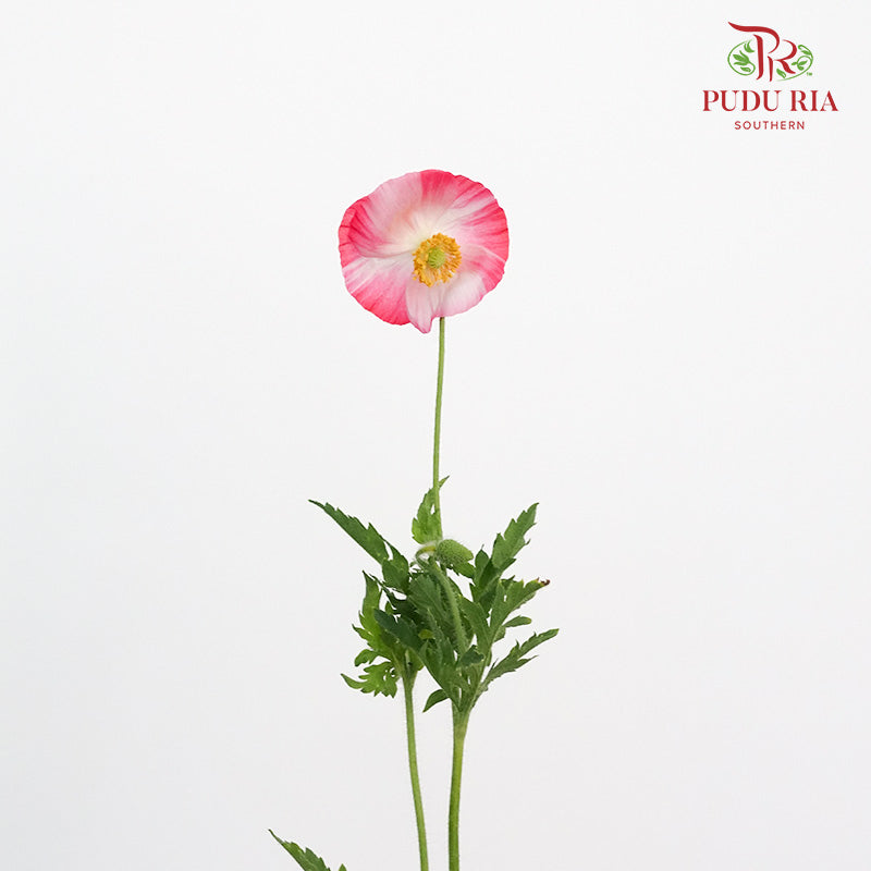 Corn Poppy - Pudu Ria Florist Southern