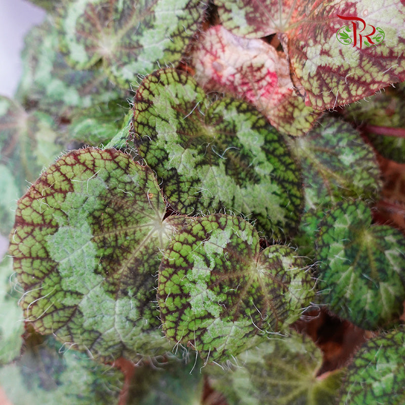 Begonia - Sizemoreae - Pudu Ria Florist Southern