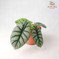 Alocasia Silver Dragon - Pudu Ria Florist Southern