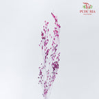 Dry Agrostis Purple - Offer Item - Pudu Ria Florist Southern