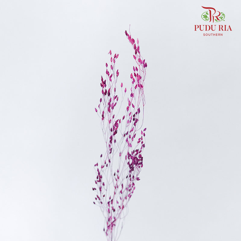 Dry Agrostis Purple - Offer Item - Pudu Ria Florist Southern